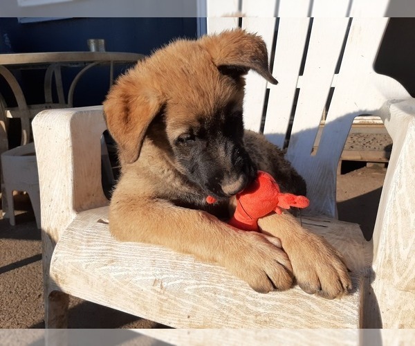 Medium Photo #7 Malinois Puppy For Sale in ORCHARDS, WA, USA