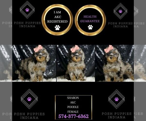 Medium Photo #2 Poodle (Miniature) Puppy For Sale in WARSAW, IN, USA