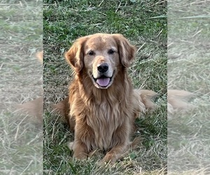 Father of the Golden Retriever puppies born on 10/06/2025