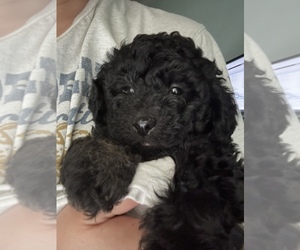 Medium Poodle (Toy)