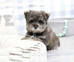 Small Photo #4 Morkie Puppy For Sale in MARIETTA, GA, USA