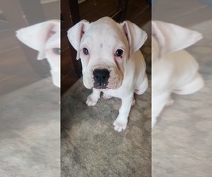 Boxer Puppy for sale in HIGHLAND LAKES, NJ, USA