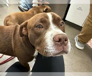 American Pit Bull Terrier Dogs for adoption in Berkeley , CA, USA