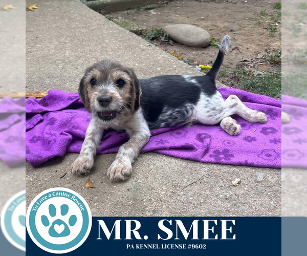 Medium Photo #3 Beagle-Unknown Mix Puppy For Sale in Kimberton, PA, USA