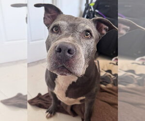 Mutt Dogs for adoption in Pompano Beach , FL, USA