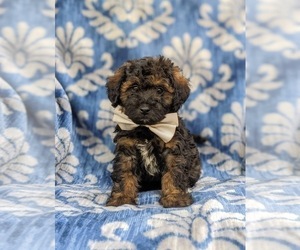 Lhasa-Poo Puppy for sale in LINCOLN UNIVERSITY, PA, USA