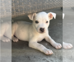 Small #1 American Pit Bull Terrier-Australian Shepherd Mix