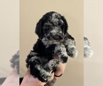 Puppy Violet Goldendoodle (Miniature)