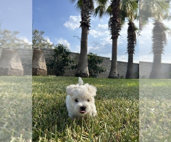 Medium Photo #1 Maltese Puppy For Sale in SAN ANTONIO, TX, USA
