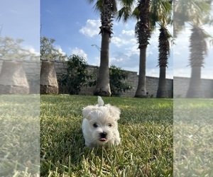 Maltese Puppy for sale in SAN ANTONIO, TX, USA