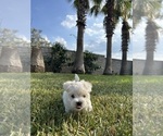 Image preview for Ad Listing. Nickname: Maltese Puppies