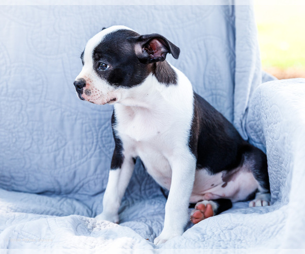 Medium Photo #5 Boston Terrier Puppy For Sale in WAKARUSA, IN, USA