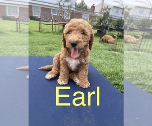 Goldendoodle Puppy for sale in ST HEIGHTS, MI, USA