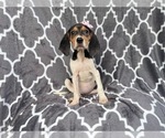 Small #10 Black Mouth Cur-Treeing Walker Coonhound Mix