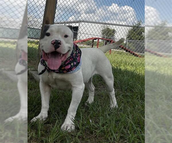 Medium Photo #2 American Bulldog-Unknown Mix Puppy For Sale in Rosenberg, TX, USA