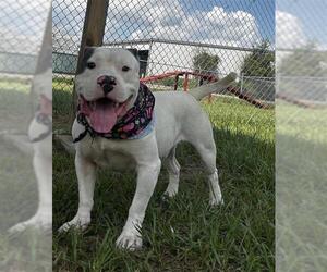 GALILEO - Male American Bulldog-Unknown Mix Dog for Adoption - Photo #2