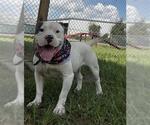 Small Photo #2 American Bulldog-Unknown Mix Puppy For Sale in Rosenberg, TX, USA