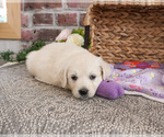 Small #2 Golden Retriever