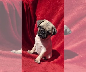 Pug Puppy for sale in SILVER SPRINGS, FL, USA