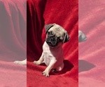 Small Pug