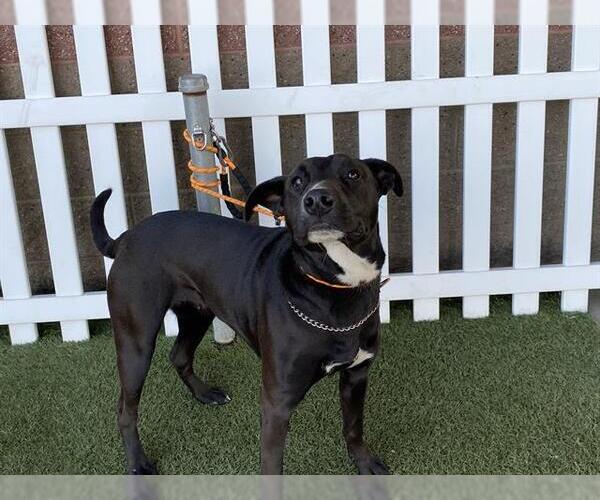 Medium Photo #1 Mutt Puppy For Sale in Modesto, CA, USA