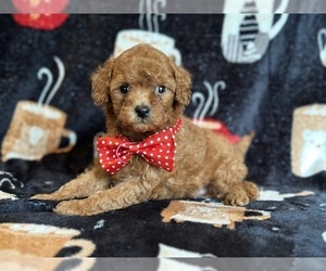 Medium Cavapoo