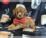 Small Cavapoo