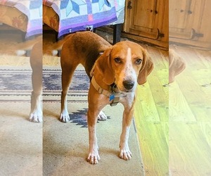 Mutt Dogs for adoption in Plainfield, IL, USA
