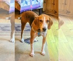 Small Mutt