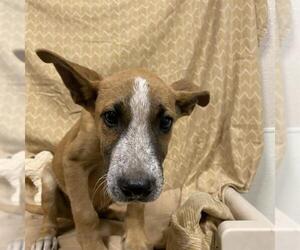 Mutt Dogs for adoption in Modesto, CA, USA