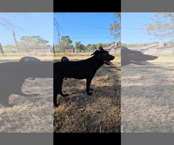 Medium Photo #4 German Shepherd Dog-Holland Shepherd Mix Puppy For Sale in Orange Grove, TX, USA