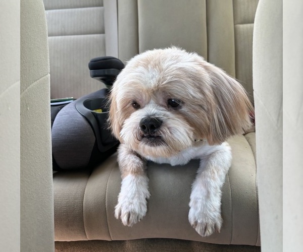 Medium Photo #1 Shih Tzu Puppy For Sale in FREMONT, CA, USA