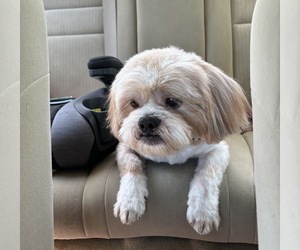 Father of the Shih Tzu puppies born on 07/11/2026