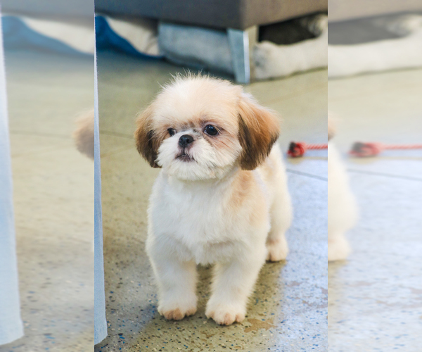 Medium Photo #9 Shih Tzu Puppy For Sale in SYRACUSE, IN, USA