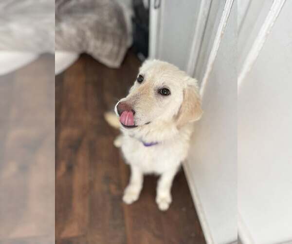 Medium Photo #2 Labrador Retriever-Unknown Mix Puppy For Sale in Turlock, CA, USA