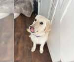 Small #1 Labrador Retriever Mix