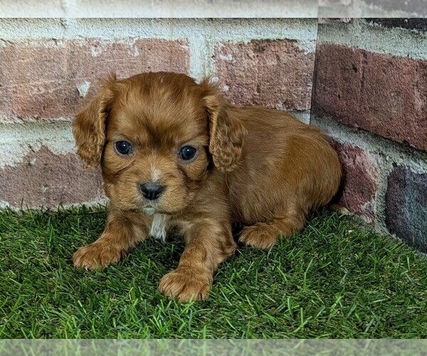 Medium Photo #9 Cavalier King Charles Spaniel Puppy For Sale in MOBERLY, MO, USA