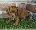 Small #8 Cavalier King Charles Spaniel