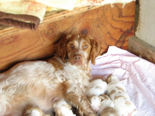 Mother of the Brittany puppies born on 06/24/2017