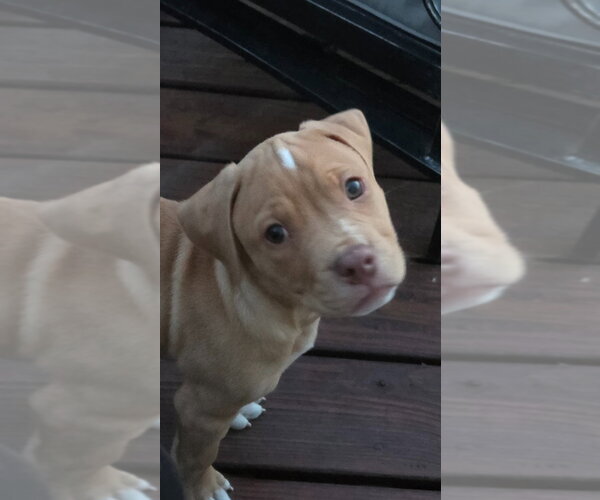 Medium Photo #2 American Staffordshire Terrier-Boxer Mix Puppy For Sale in Sayreville, NJ, NJ, USA