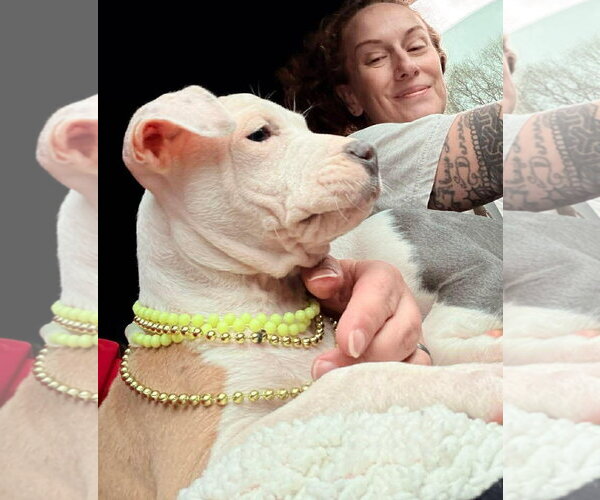 Medium Photo #7 Mutt Puppy For Sale in Spotsylvania, VA, USA