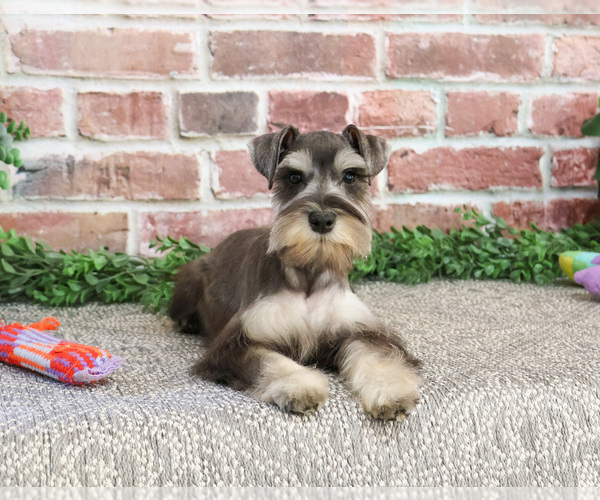 Medium Photo #4 Schnauzer (Miniature) Puppy For Sale in SYRACUSE, IN, USA