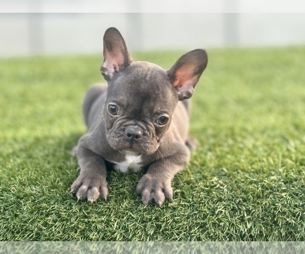 Medium Photo #6 French Bulldog Puppy For Sale in DETROIT, MI, USA