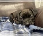 Small Photo #38 American Bully Puppy For Sale in REESEVILLE, WI, USA