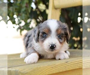 Aussie-Poo Puppy for sale in ARTHUR, IL, USA