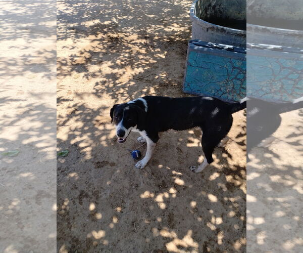 Medium Photo #4 Beagle-Unknown Mix Puppy For Sale in Apple Valley, CA, USA