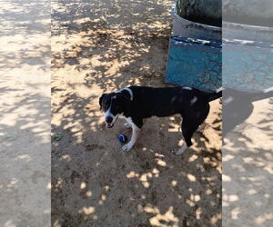 Mailo - Male Beagle-Unknown Mix Dog for Adoption - Photo #4