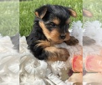 Small #10 Yorkshire Terrier