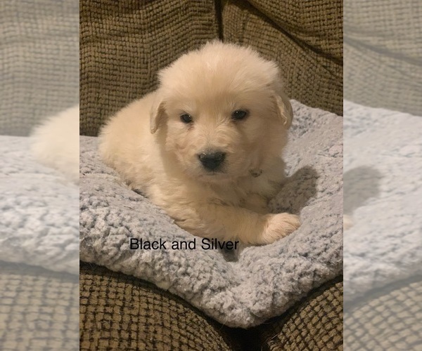 Medium Photo #21 Pyredoodle Puppy For Sale in MARION, IN, USA