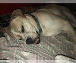 Small Photo #5 Bulldog-Labrador Retriever Mix Puppy For Sale in Rockaway, NJ, USA